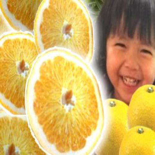 和歌山産 八朔 秀品 3kg(サイズおまかせ)