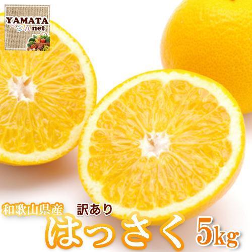 【訳あり】 和歌山産 八朔 5kg 【ご自宅用・サイズ不揃い・キズ等あり】