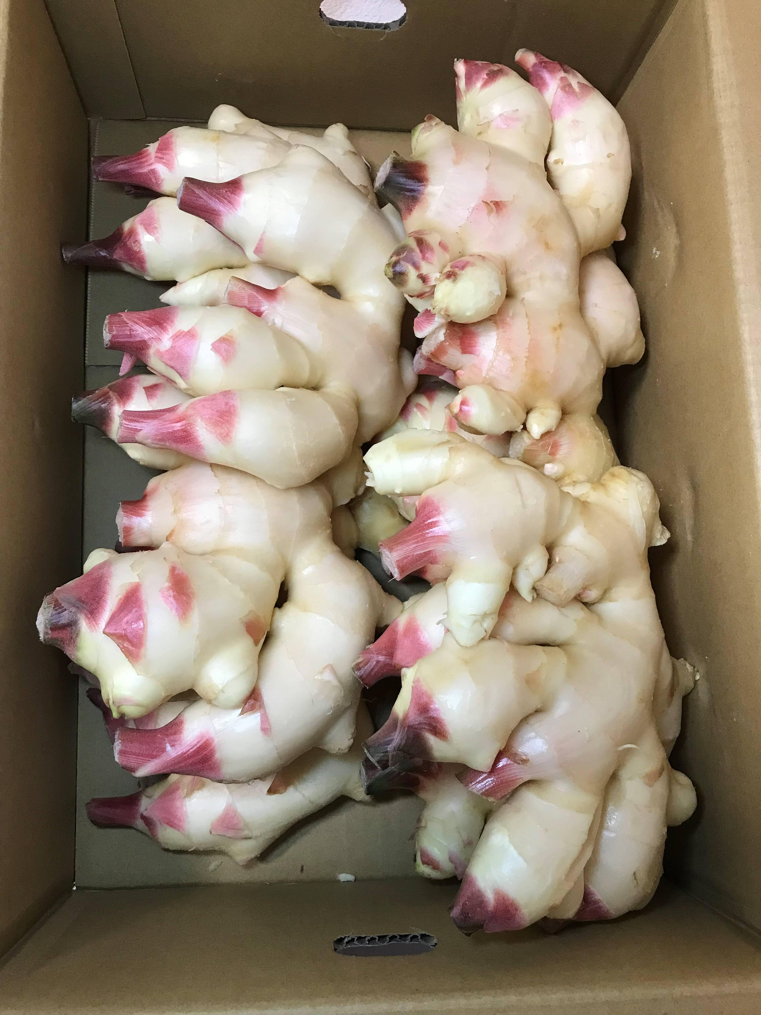 和歌山産 おいしい 新生姜 約 4kg 2026年 発送 先行予約