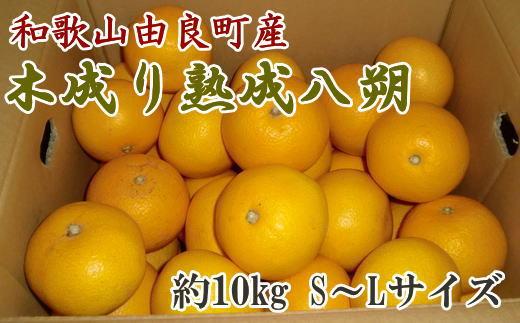 ［産直］和歌山由良町産の木成り熟成八朔約10kg（S～Lサイズをお届け）★2026年3月中旬頃より順次発送［TM135］