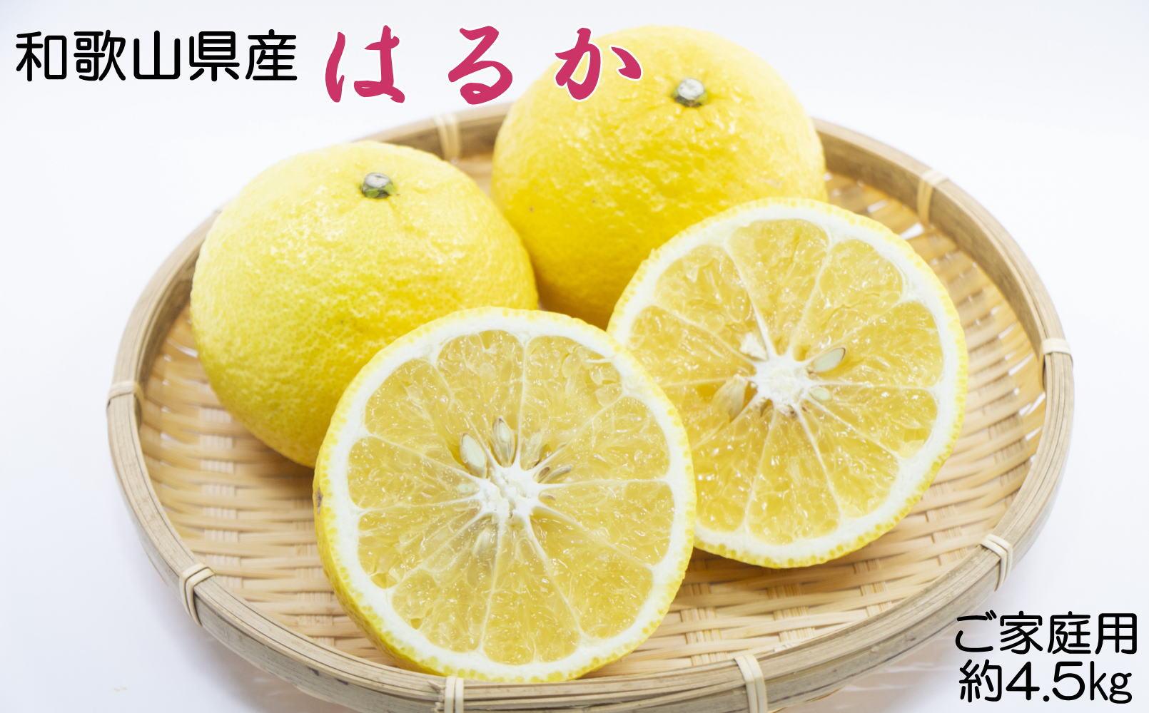 ［さわやか柑橘］和歌山県産はるかみかん約4.5kg（サイズ混合　ご家庭用）★2026年2月下旬頃より順次発送［TM161］