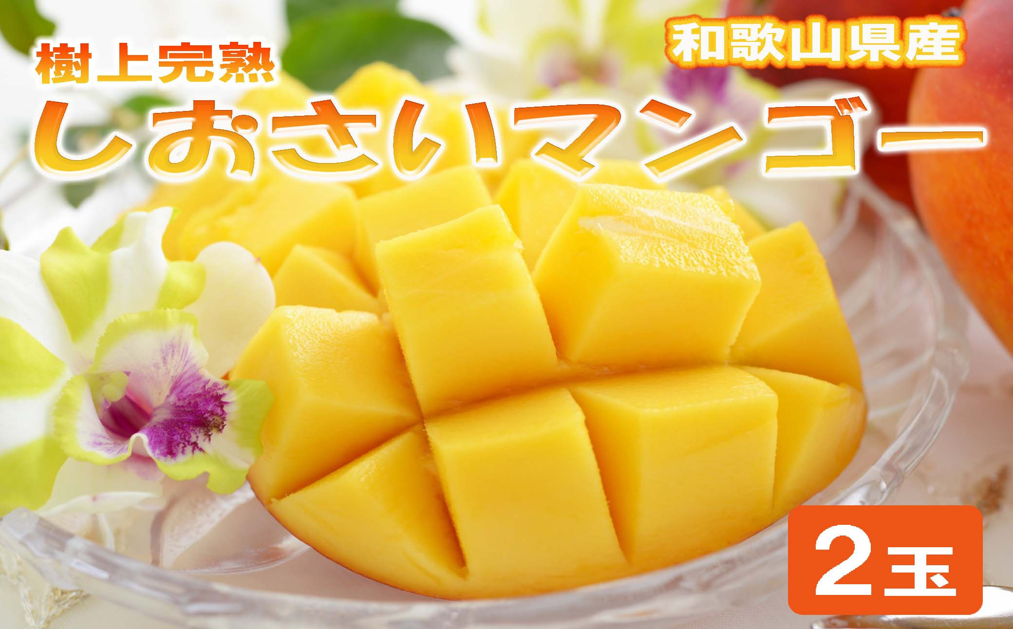 和歌山県産 樹上完熟しおさいマンゴー 2玉入り ★2026年8月初旬頃より順次発送　［TM218］