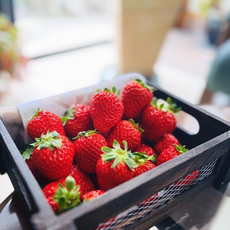 朝摘み完熟 まりひめ いちご 約600g(約300g×2パック) 【先行予約・2025年1月より発送】【農園直送】【MS76】