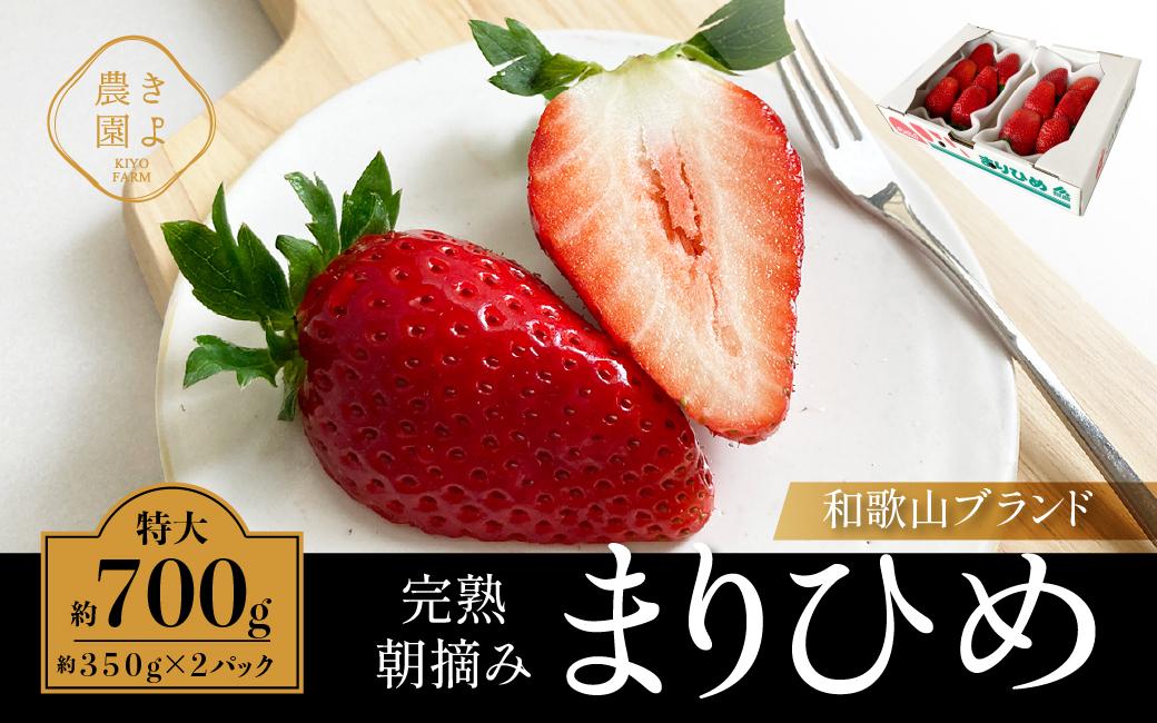 特大まりひめイチゴ 朝摘 6個～11個入×2パック［2027年1月中旬頃より発送］［先行予約］［KT3］