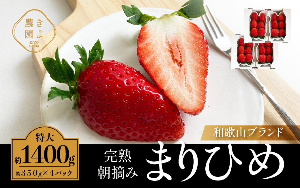 特大まりひめイチゴ 朝摘 6個～11個入×4パック［2026年1月中旬頃より発送］［先行予約］［KT4］