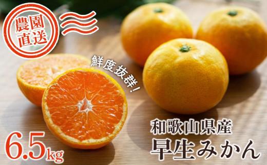 早生みかん 約6.5kg 大小混合 《ご家庭用》ちょっと訳あり 和歌山県より農園直送！まごころ産直みかん 【北海道・沖縄県・一部離島 配送不可】混合サイズ ミカン 蜜柑 温州みかん わけあり 訳アリ【Mg3】