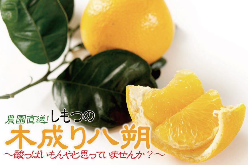 八朔 はっさく 訳あり 約6kg｜和歌山県和歌山市産 ご家庭用 柑橘フルーツ【2026年先行予約】甘酸っぱくて爽やか！見た目は訳ありでも味は絶品！3月下旬～４月下旬頃出荷予定（サイズ不選別）［Mg20］
