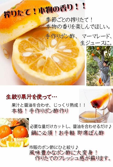 橙(だいだい)5kg箱(4.5キロ入り)海鮮・手作りポン酢・お酒にもおすすめ！昔ながらのみかん鈴木農園より産地直送《11月・12月・1月発送》｜青ダイダイ 黄ダイダイ 赤ダイダイ ぽん酢 ダイダイ酢 柑橘 かんきつ