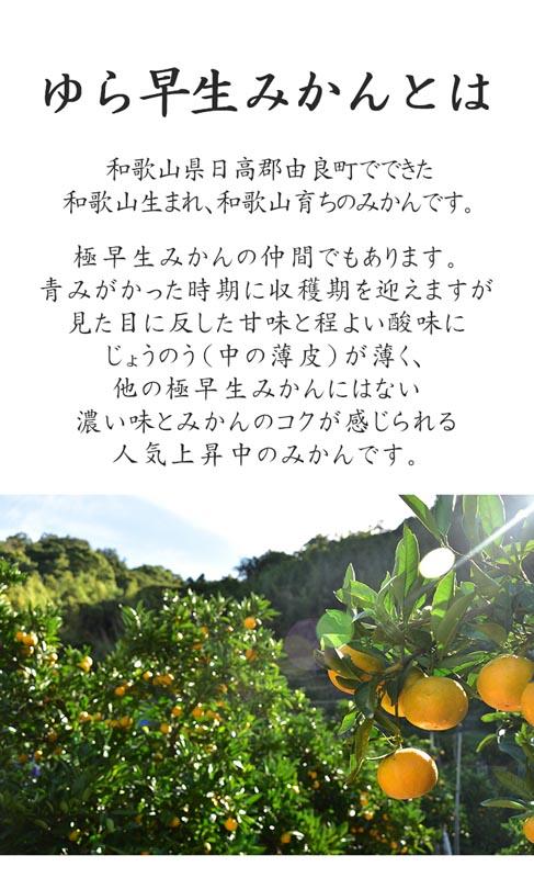 【極早生みかん】ゆら早生みかん 5kg 秀品 小粒サイズ（2S・3S） 和歌山県海南市産 産地直送