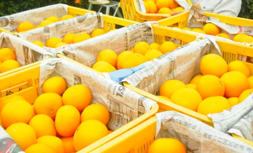 八朔 はっさく 赤秀 約6kg｜和歌山県海南市産 木成り 完熟はっさく フルーツ 柑橘系【2026年先行予約】甘酸っぱくて爽やか！3月下旬～4月下旬に順次出荷予定（サイズ不選別）［Mg26］