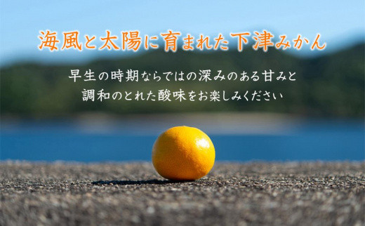 早生みかん 約5kg 大小混合 《ご家庭用》 和歌山県産 農園直送 まごころ産直みかん 【北海道・沖縄県・一部離島 配送不可】ちょっと訳あり ミカン 蜜柑 温州みかん わけあり 訳アリ 和歌山みかん 下津みかん 和歌山ミカン しもつみかん mikan
