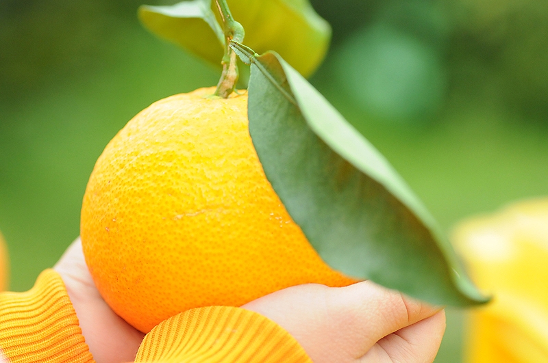 清見オレンジ 約5kg M・L・2Lサイズおまかせ 《赤秀》 和歌山県産 農園直送 まごころ産直みかん 【北海道・沖縄県・一部離島 配送不可】Mサイズ LLサイズ みかん きよみ 清見タンゴール 清美 贈答