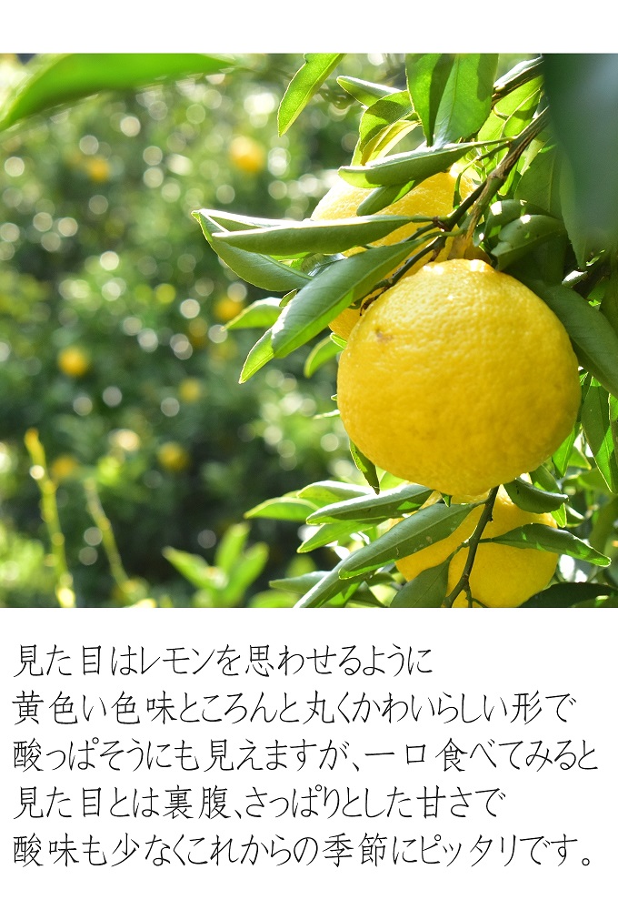 はるかみかん 約6kg 大小混合 《ご家庭用》 ちょっと訳あり 和歌山県産 農園直送 まごころ産直みかん 【北海道・沖縄県・一部離島 配送不可】果物 フルーツ ミカン 蜜柑 わけあり 訳アリ 完熟