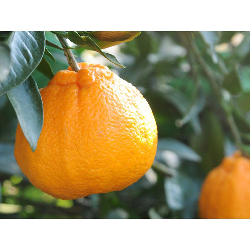 不知火 約5kg 24～28玉 《ご家庭用》 ちょっと訳あり 和歌山県産 農園直送 まごころ産直みかん 【北海道・沖縄県・一部離島 配送不可】訳アリ わけあり みかん しらぬい デコポンと同じ品種 でこぽん