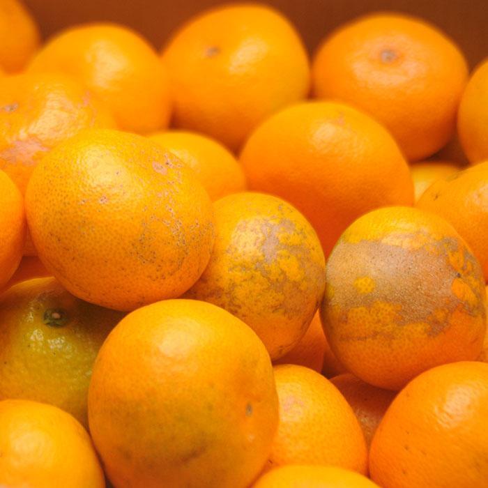 中生みかん 約6.5kg 大小混合 《ご家庭用》ちょっと訳あり和歌山県下津町より農園直送！12月中旬頃発送開始 まごころ産直みかん 【北海道・沖縄県・一部離島 配送不可】混合サイズ わけあり 訳アリ【mg11】