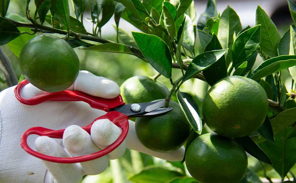 極早生みかん YN26 約5kg 2S-3S 《ご家庭用》 和歌山県産 農園直送 まごころ産直みかん 【9月中旬よりお届け】【北海道・沖縄県・一部離島 配送不可】 小玉 小粒 訳あり わけあり［Mg35］