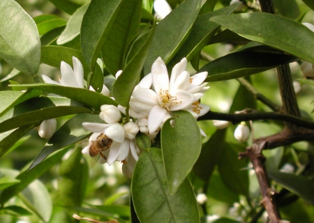 熊野古道 みかん蜂蜜【SW97】