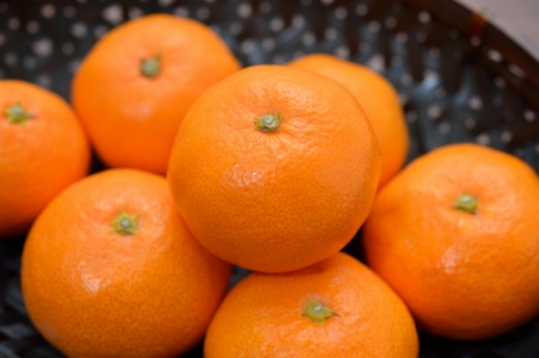 ［高糖系］下津蔵出し丹生系みかん約5kg（S～Lサイズおまかせ）★2026年2月下旬頃より順次発送