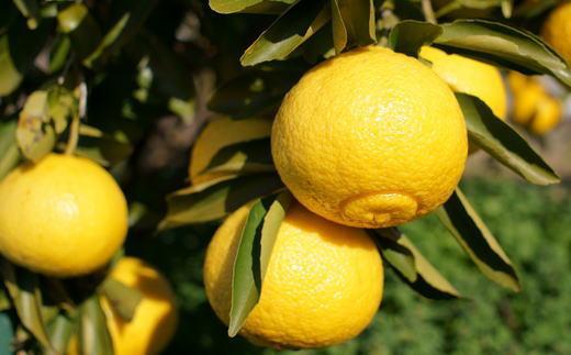 ［さわやか柑橘］和歌山県産はるかみかん約4.5kg（サイズ混合　秀品）★2026年2月下旬頃より順次発送［TM162］