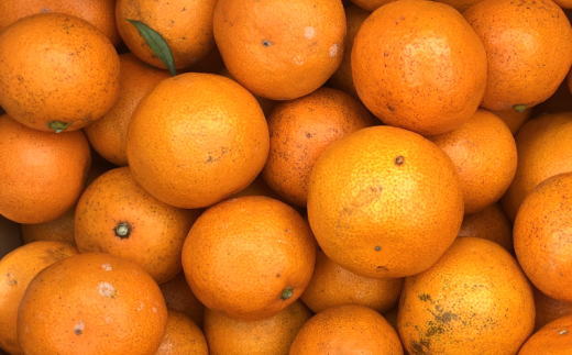 ［産直］下津蔵出しみかん5kgご家庭用向け(サイズ混合) ★2026年1月中旬頃より順次出荷