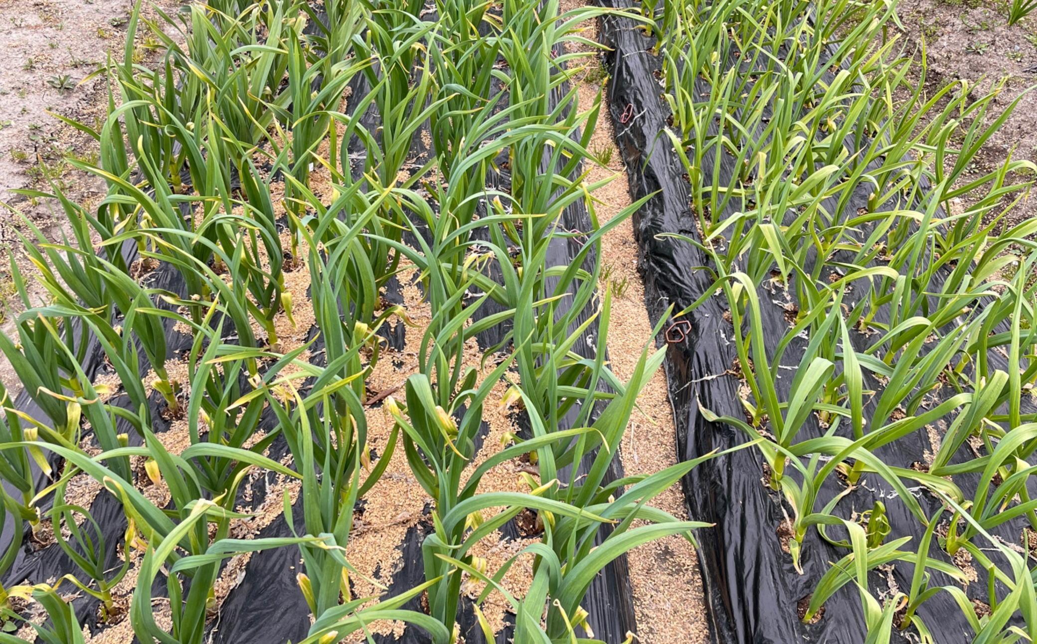 和歌山県産 生にんにく 約1kg ご家庭用  ★2026年５月発送［TM202］