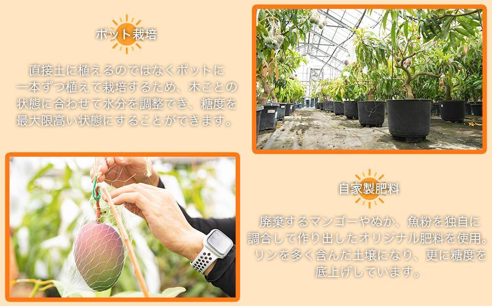 ◆先行予約◆和歌山県産　紀州完熟マンゴー『吉玉』1玉入り【2025年7月中旬から8月下旬頃順次発送予定】【MG21】