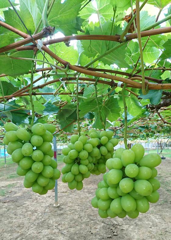 シャインマスカット 1房（600g以上）［2026年8月中旬以降出荷］［MG24］