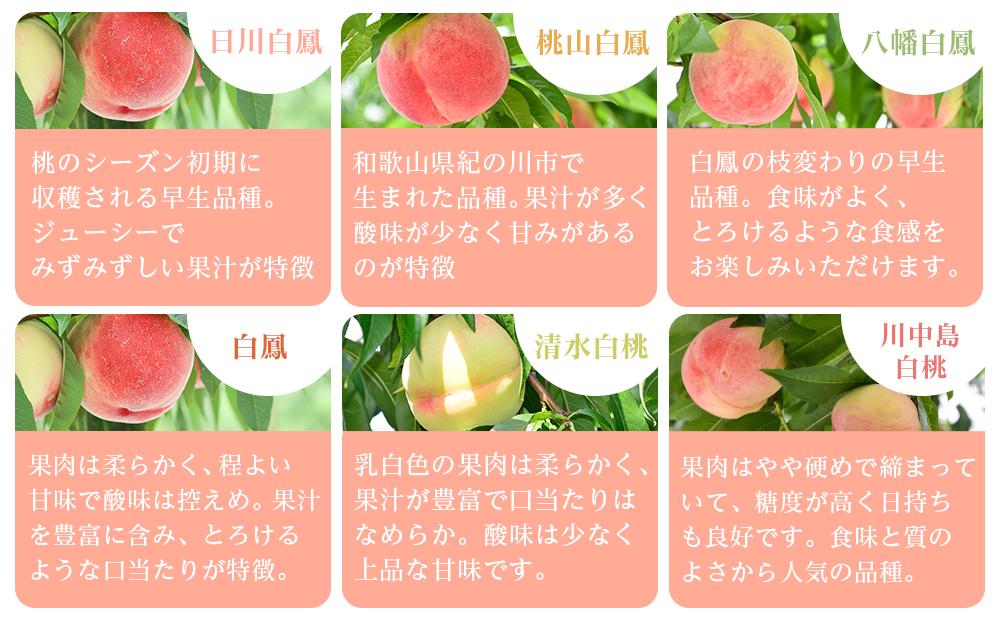 和歌山県産 旬 の 桃 5～6玉入り 秀品【2026年6月下旬より順次発送】［MG33］