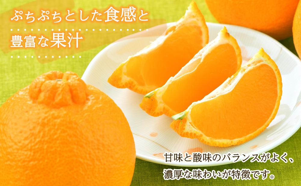 ［先行予約］不知火（完熟栽培）樹上約300日 8玉～12玉 約3kg 赤青秀品【和歌山 海南市 農園直送】