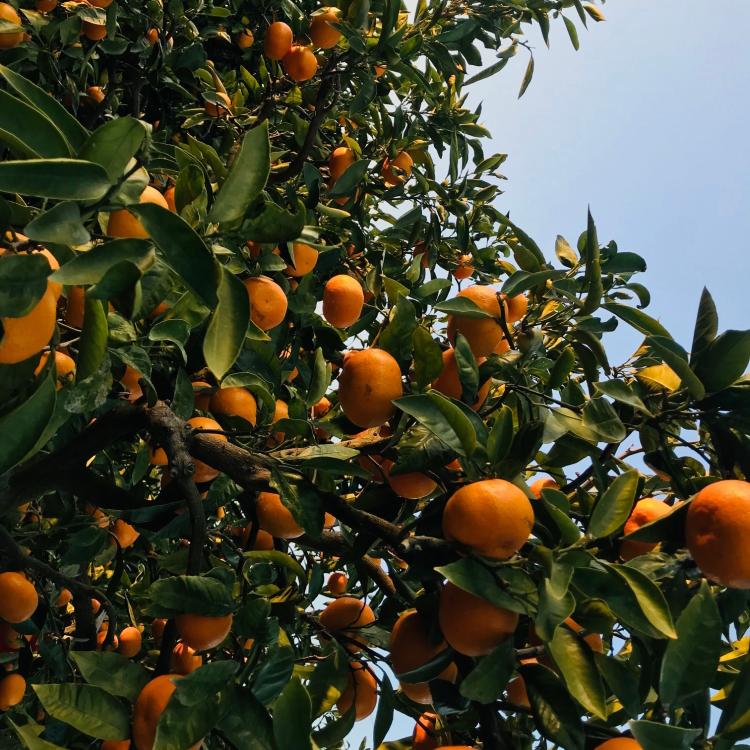 【 紀州 伝統 の 味 】 下津 蔵出し みかん （ 高糖系 品種 丹生系 ） 5kg  【Ｓ～Ｌ混合サイズ】【先行予約】