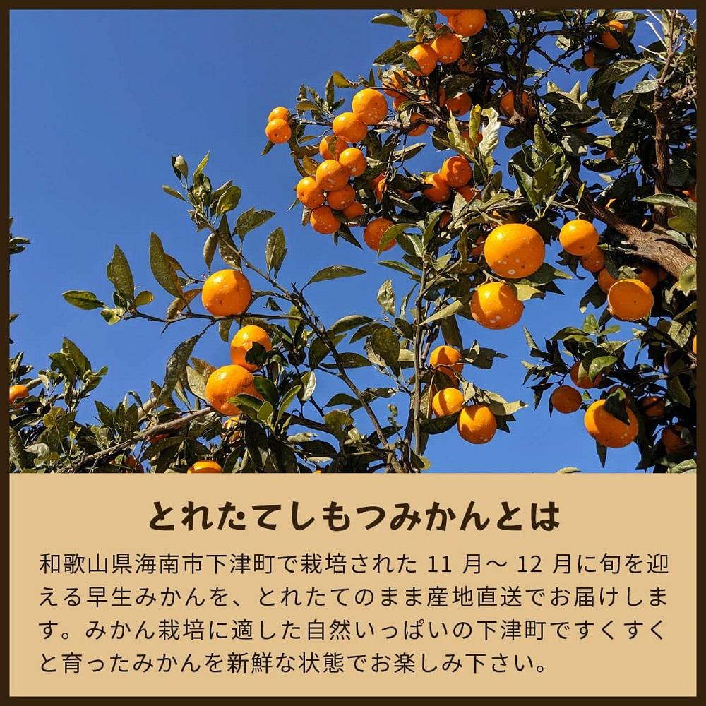 とれたてしもつみかん　5kg家庭用｜和歌山県海南市の下津みかんを産地直送でお届け【2025年11月発送開始】