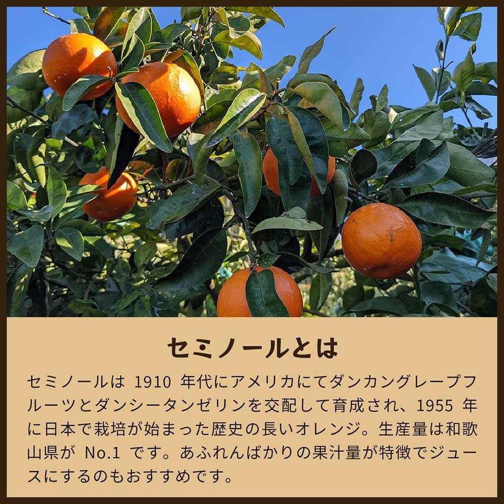 セミノール（みかん）5kg家庭用｜和歌山県海南市下津町で育てた高級オレンジを産地直送でお届け【2026年4月発送開始】