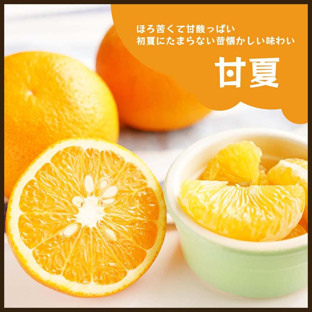 甘夏｜和歌山県海南市から産地直送でお届け｜4kg｜ご家庭用【2026年4月より発送開始】