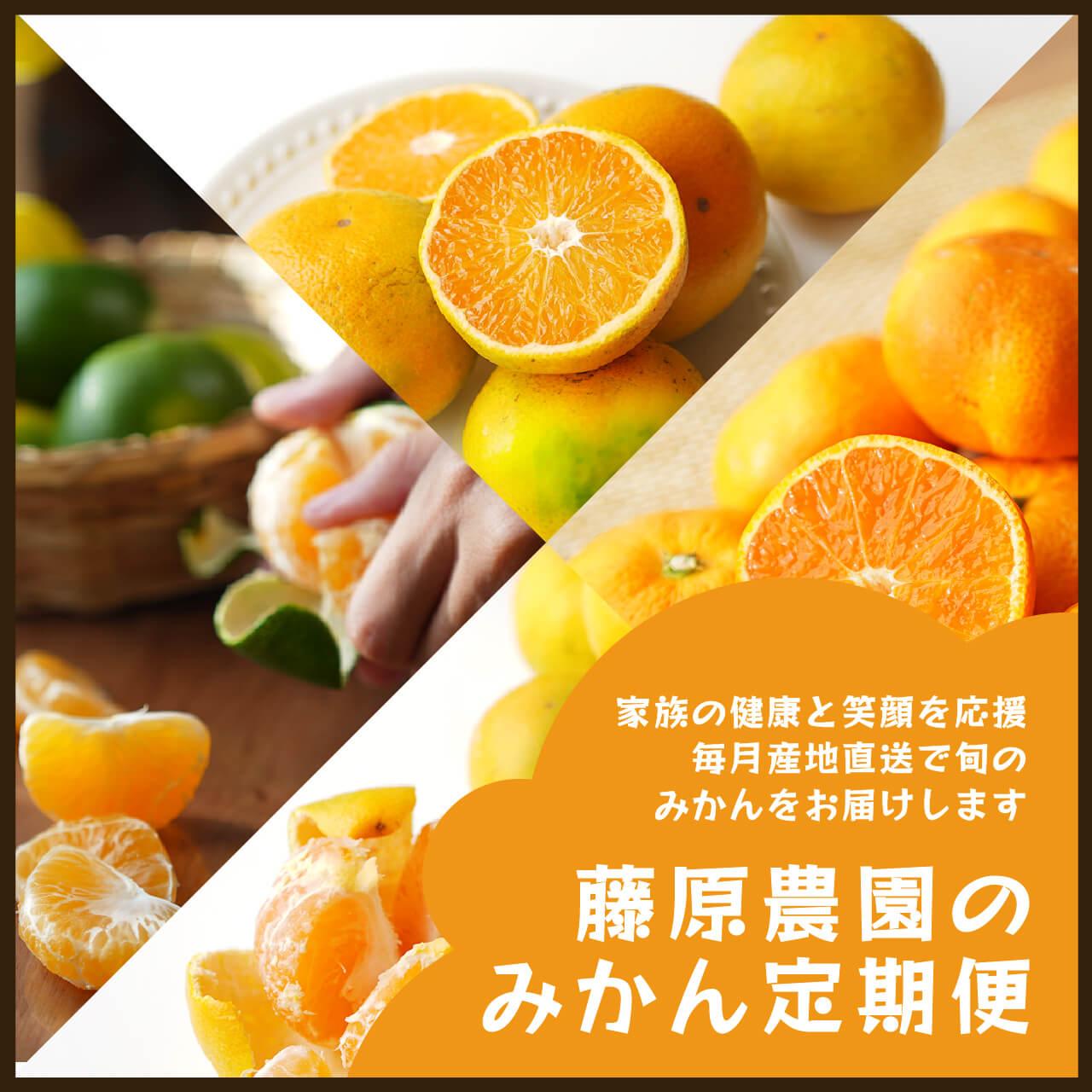 【毎月お届け全12回】みかんのサブスク 定期便 頒布会｜旬のカンキツを産地直送で毎月お届け 家庭用 和歌山県 海南市 【毎月お届け全12回】