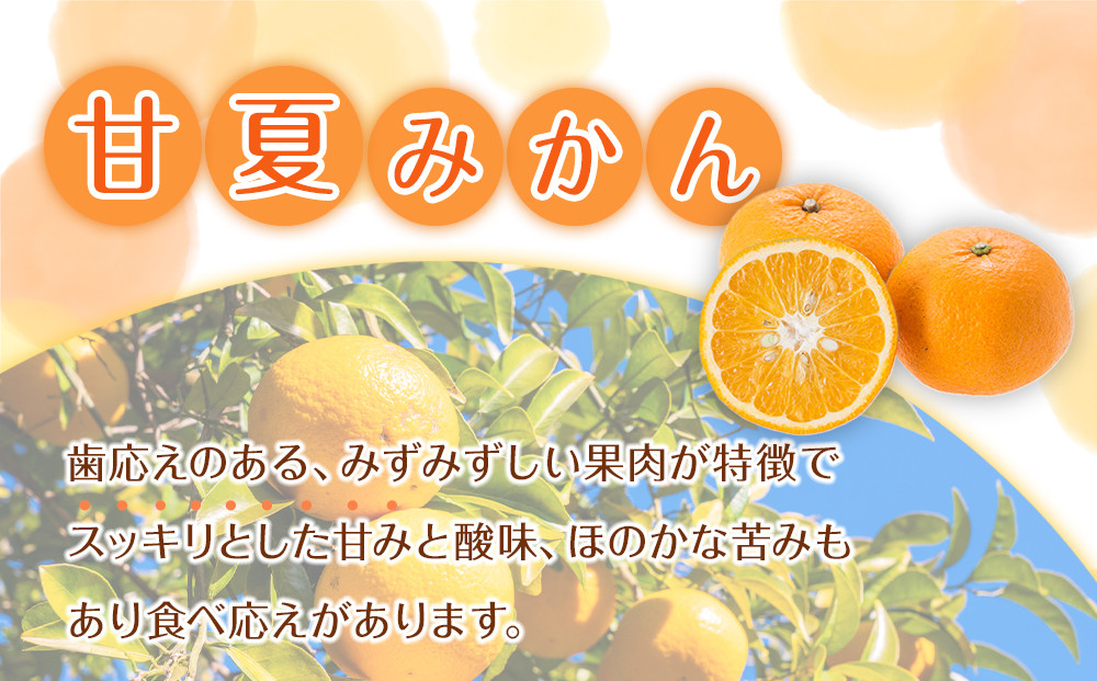 贈答用 森本農園の手選別 甘夏みかん 約5kg 和歌山県産 サイズ混合 ［北海道・沖縄・離島配送不可］［2026年4月上旬から順次発送］［RN78］