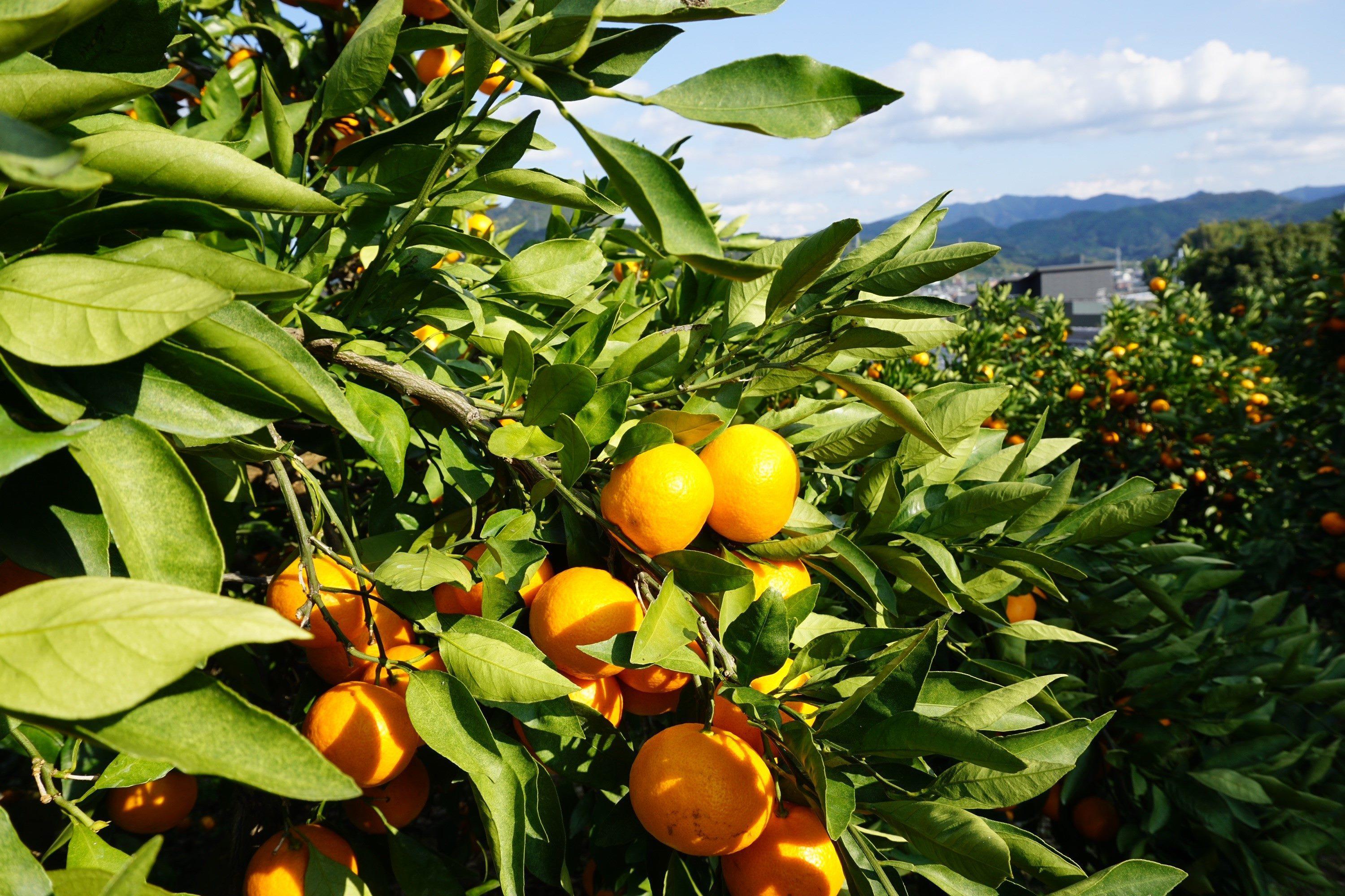 樹上完熟早生みかん 約3kg サイズ混合 山下農園