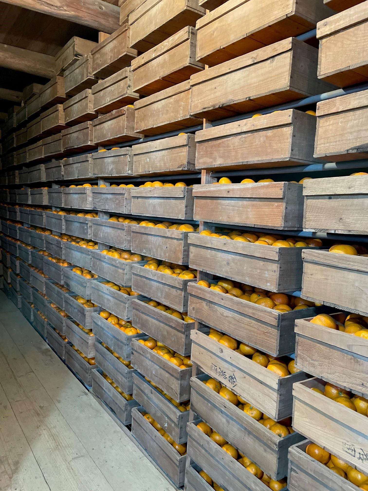 下津蔵出しみかん 約3kg S～Lサイズいずれか 山下農園