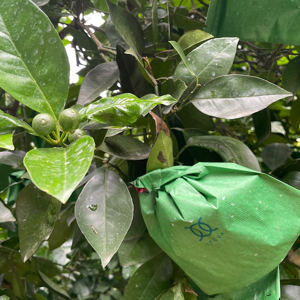 家庭用 国産 バレンシアオレンジ 約5kg M～LLサイズ 山下農園