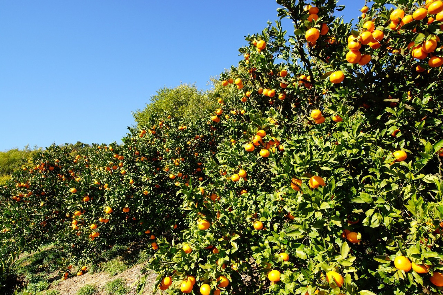 樹上完熟早生みかん 約5kg SS～Lいずれか 山下農園