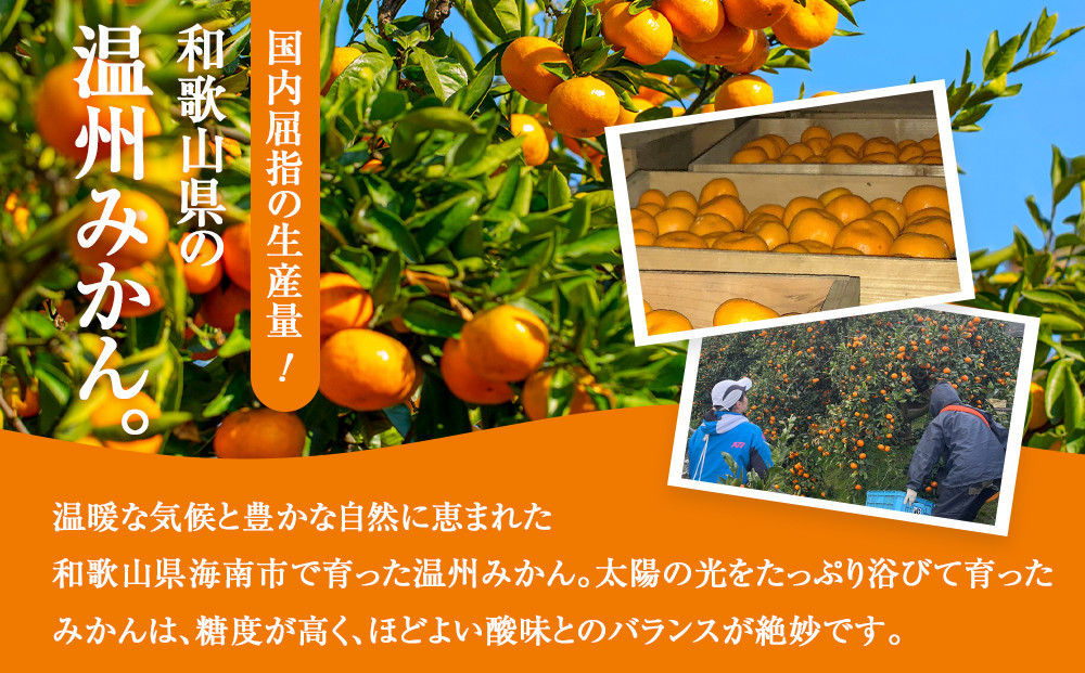 ［先行予約］訳あり 温州みかん 約2kg 2S～2Lサイズ混合［2025年11月上旬頃から順次発送予定］