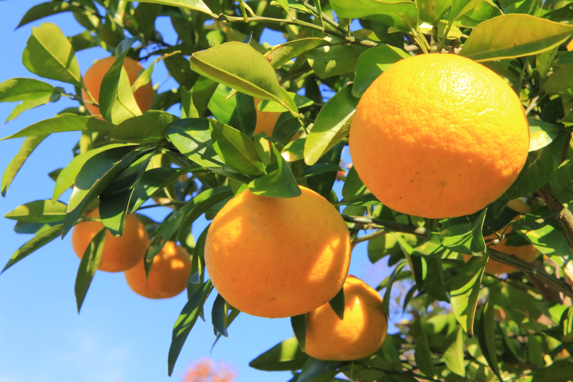 ポンカン 約2.5kg サイズ混合［2026年1月20日から順次発送予定］