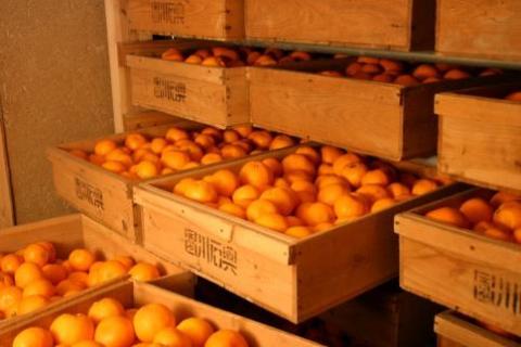 ◆先行予約◆まろやかな味わい『蔵出しみかん』 約10kg〈赤秀〉【2024年1月下旬以降出荷】