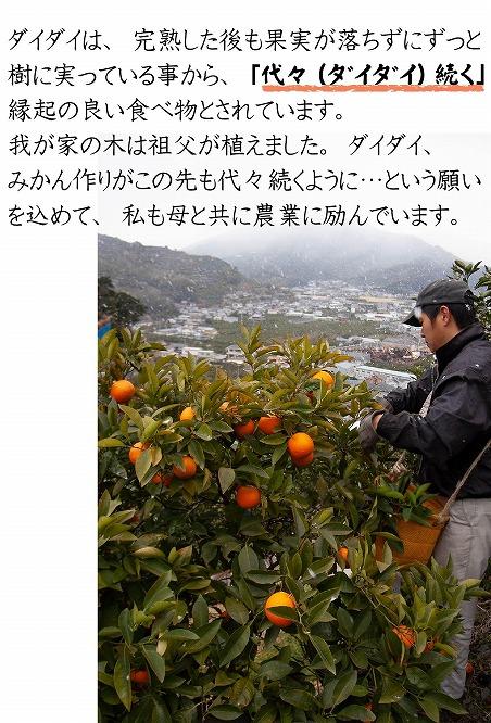 橙(だいだい)5kg箱(4.5キロ入り)海鮮・手作りポン酢・お酒にもおすすめ！昔ながらのみかん鈴木農園より産地直送《11月・12月・1月発送》｜青ダイダイ 黄ダイダイ 赤ダイダイ ぽん酢 ダイダイ酢 柑橘 かんきつ