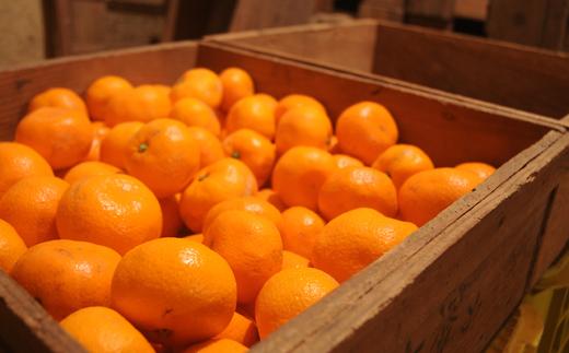 蔵出しみかん3kg SMLサイズお任せ【下津の蔵出しみかん】和歌山県鈴木農園より農園直送！｜蔵出しミカン 蔵出し蜜柑 蔵出しmikan 蔵出し下津みかん 蔵出ししもつみかん 蔵出し 冬眠みかん 贈答 ギフト 貯蔵みかん ミカン 蜜柑　mikan Sサイズ Mサイズ