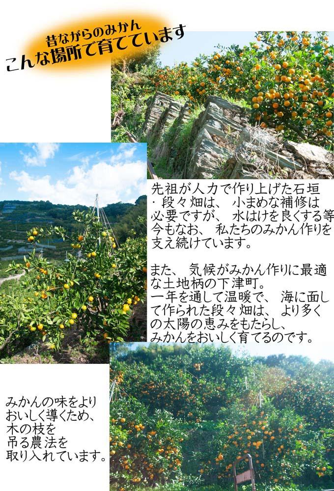 蔵出しみかん5kg小粒S又はSSサイズ【下津の蔵出しみかん】1月から2月発送で鈴木みかん農園より農園直送でお届けします｜ 贈答 ギフト Sサイズ 2Sサイズ 小玉  ※北海道・沖縄・離島への配送不可