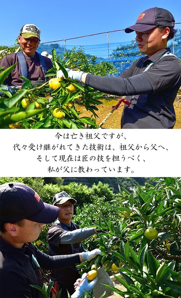 極早生 or 早生みかん約10kg 小粒SS・Sサイズおまかせ《秀品》 和歌山県産 山新農園 農園直送 まごころ産直みかん［北海道・沖縄県・一部離島 配送不可］ SSサイズ 2S 小玉 蜜柑 果物