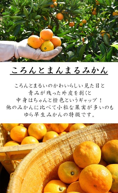 《赤秀》ゆら早生 みかん 約5kg【和歌山県・下津町産】産地直送（SS・S・Mサイズ）