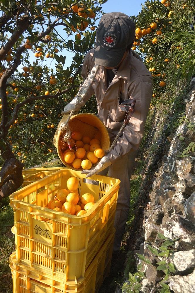 早生みかん 約9kg 大玉 2L・3Lサイズおまかせ 《ご家庭用》 ちょっと訳あり 和歌山県産 農園直送 まごころ産直みかん 【北海道・沖縄県・一部離島 配送不可】大きい 蜜柑 温州みかん わけあり 訳アリ［Mg51］