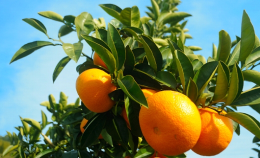 八朔 はっさく 赤秀 約6kg｜和歌山県海南市産 木成り 完熟はっさく フルーツ 柑橘系【2026年先行予約】甘酸っぱくて爽やか！3月下旬～4月下旬に順次出荷予定（サイズ不選別）［Mg26］