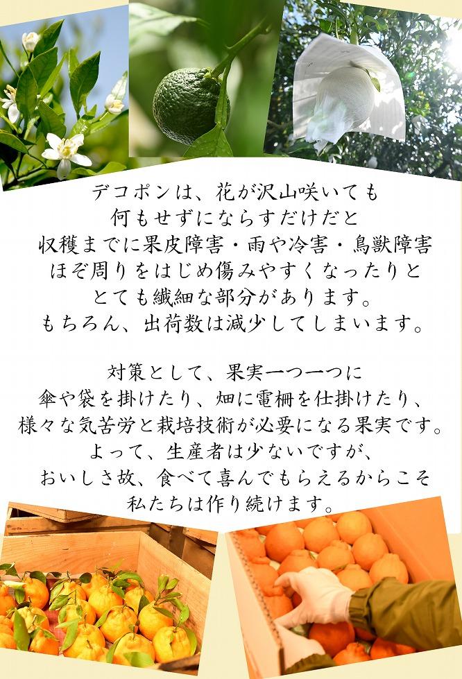 不知火約5kg 15～24玉入り 《ご家庭用》 訳あり 和歌山県産 農園直送 まごころ産直みかん【北海道・沖縄県・離島配送不可】みかん 柑橘 しらぬい デコポンと同じ品種